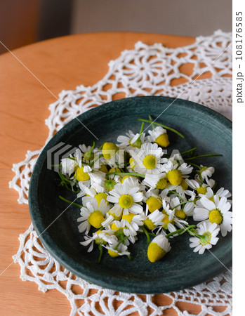 収穫したカモミールの花、テーブルに置いたフレッシュなカモミールの花びら 108176585