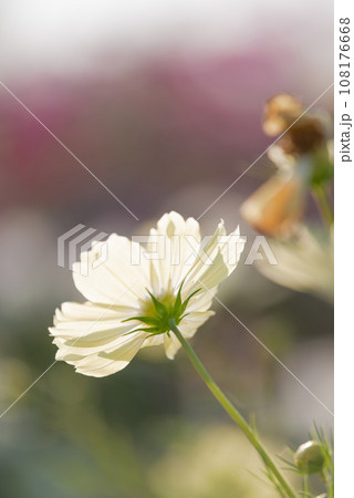 秋の花「秋桜」 108176668