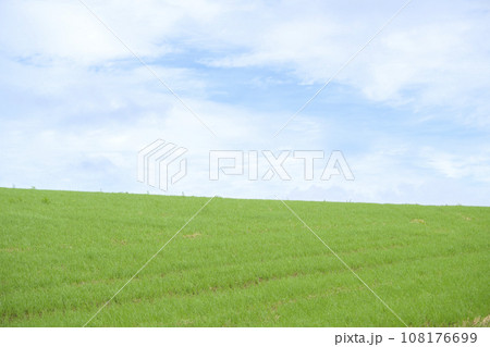 北海道 美瑛の丘（青空と草原） 108176699