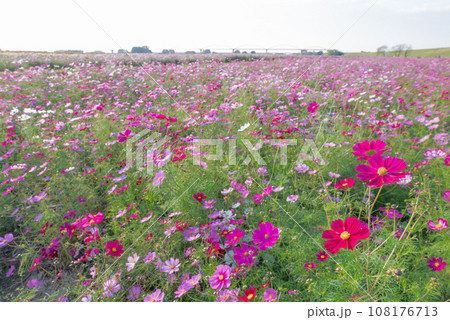 吹上コスモス畑 吹上コスモス畑 108176713