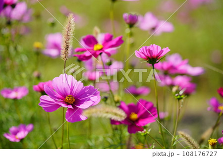 恭仁京の可愛いコスモス 108176727