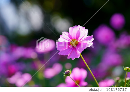 ブラックバックの美しいコスモス（恭仁京） 108176737