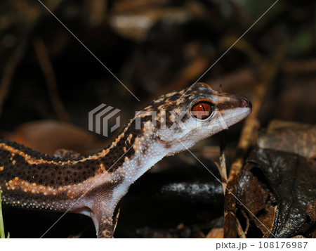 クロイワトカゲモドキ南部産 クロイワトカゲモドキ南部産 108176987