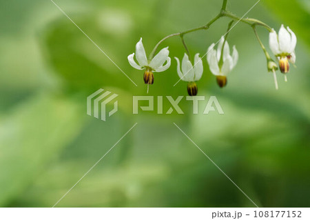 ヒヨドリジョウゴの花 108177152