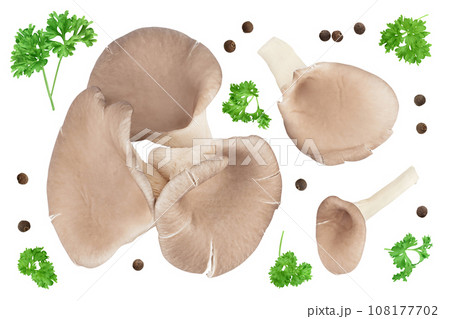 Oyster mushrooms isolated on white background with full depth of field. Top view. Flat lay Oyster mushrooms isolated on white background with full depth of field. Top view. Flat lay 108177702