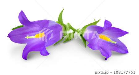 Campanula flower isolated on white background Campanula flower isolated on white background 108177753