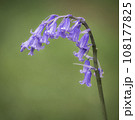 A single Bluebell, against a muted green background. 108177825