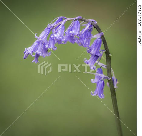 A single Bluebell, against a muted green background. A single Bluebell, against a muted green background. 108177825