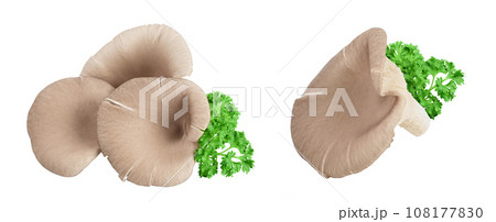 Oyster mushrooms isolated on white background with full depth of field Oyster mushrooms isolated on white background with full depth of field 108177830