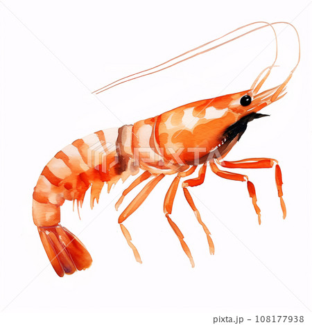 海老の水彩イラスト のイラスト素材 [108177938] - PIXTA