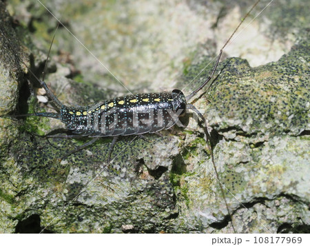 クメジマミズフナムシ 108177969