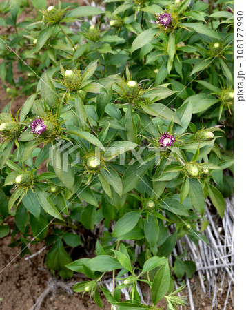 オオバナオケラ 薬用植物 オオバナオケラ 薬用植物 108177990