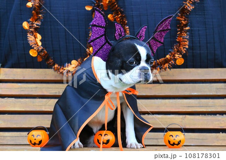 ハロウィンのコスプレでベンチに座ってる可愛いボストンテリアのマイティ君♡ 108178301