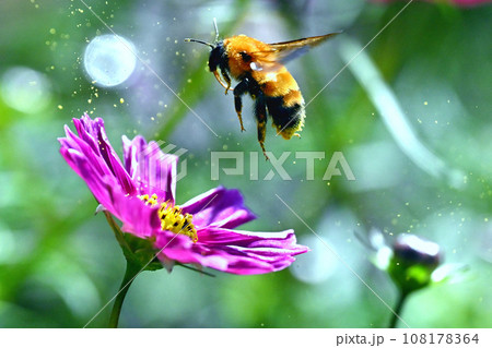 コスモスの蜜を吸うために集まるミツバチ 108178364