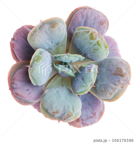 Echeveria Hearts delight succulent houseplant isolated on white background, top view 108178386