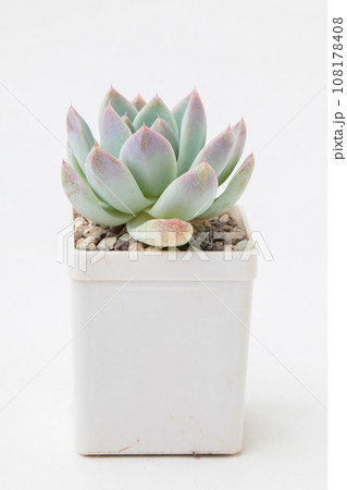 Succulent houseplant echeveria Ghost in white plastic pot, small flower rosette bouquet 108178408