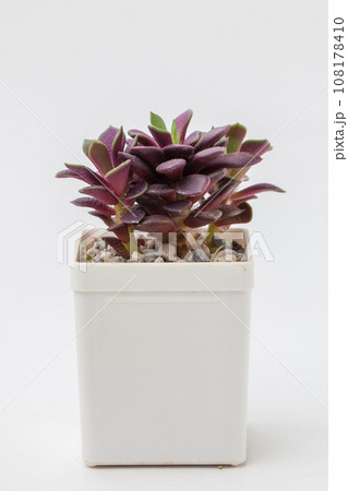 Red succulent houseplant Anacampseros rufescens in white pot, small flower bouquet arrangement 108178410