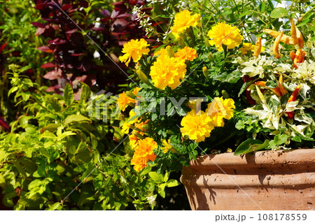 ハローインとフラリエ秋の花 ハローインとフラリエ秋の花 108178559