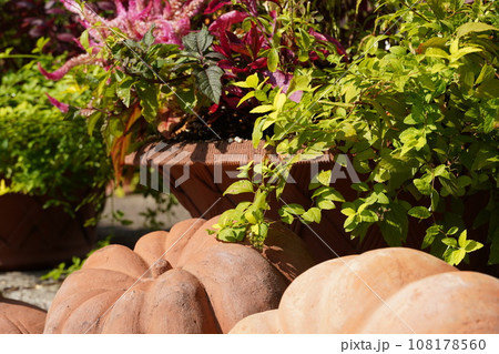 ハローインとフラリエ秋の花 ハローインとフラリエ秋の花 108178560
