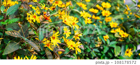 黄色い花 108178572