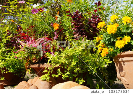 ハローインとフラリエ秋の花 108178634