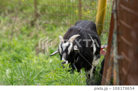 可愛いヤギ 108178654