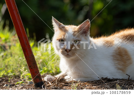 くつろぐ猫　茶白猫 108178659