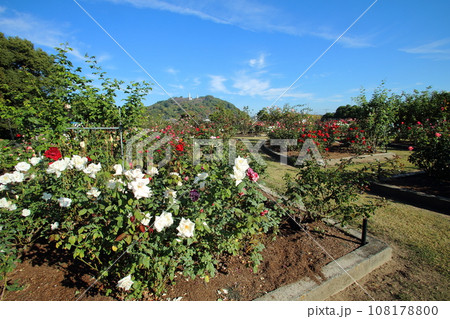 荒尾市　おもやい市民花壇　バラの花、 108178800