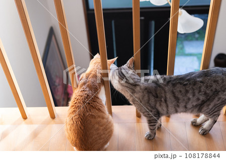格子の隙間から顔を出す猫 格子の隙間から顔を出す猫 108178844