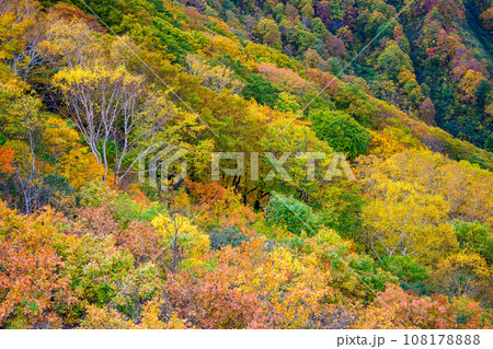栂海新道の紅葉 108178888