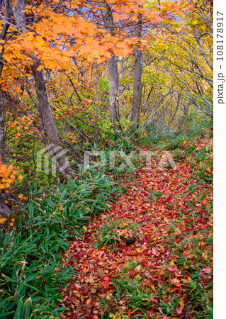 栂海新道の紅葉 108178917