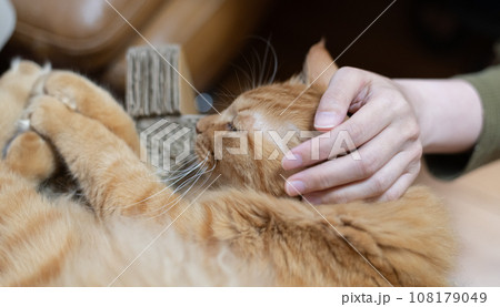 猫を撫でる 茶トラ猫 猫を撫でる 茶トラ猫 108179049