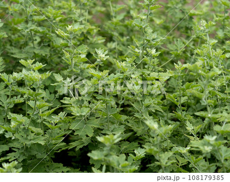 シマカンギク 108179385