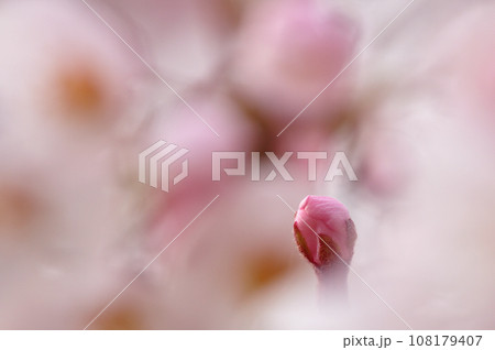 桜のつぼみ　クローズアップ 108179407