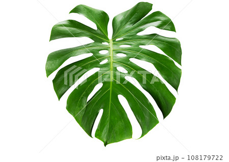 Green monstera leaf on white background with clipping path 108179722