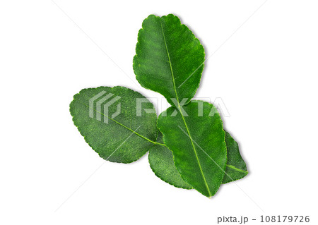 Kaffir lime leaves on white background with clipping path Kaffir lime leaves on white background with clipping path 108179726