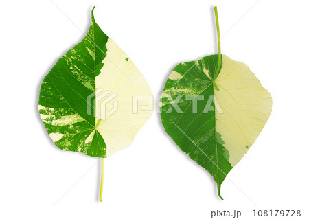 Variegated Pterospermum acerifolium willd leaf on white background with clipping path Variegated Pterospermum acerifolium willd leaf on white background with clipping path 108179728