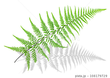 Fresh green fern leaf,  Pityrogramma calomelanos  Link, silverback fern ,  on white background with clipping path 108179729