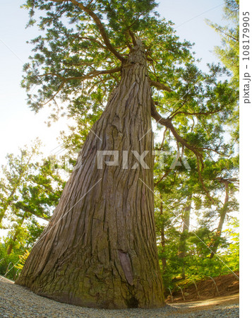 太い杉の木縦構図 108179905