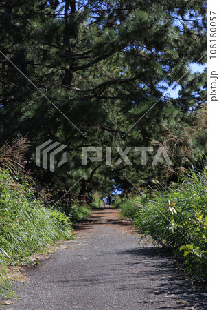 海沿いに広がる緑豊かな松林の散歩道 木漏れ日が心地よい夏のウォーキングコース 108180057