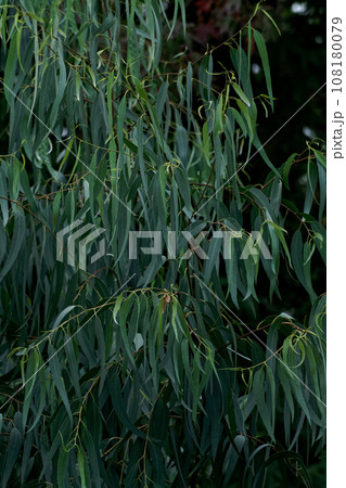 コアラの食糧フトモモ科ユーカリの木 108180079