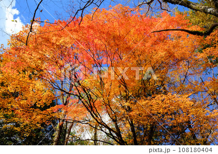 奥飛騨温泉郷 新穂高周辺の紅葉 奥飛騨温泉郷 新穂高周辺の紅葉 108180404