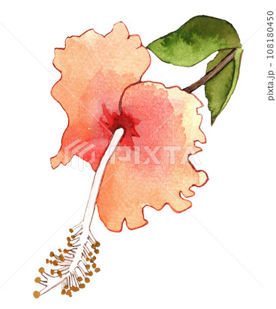 Pink watercolor flower on white background 108180450
