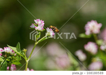 タデ科ミゾソバ訪花昆虫ハナアブ科キゴシハナアブ タデ科ミゾソバ訪花昆虫ハナアブ科キゴシハナアブ 108180589