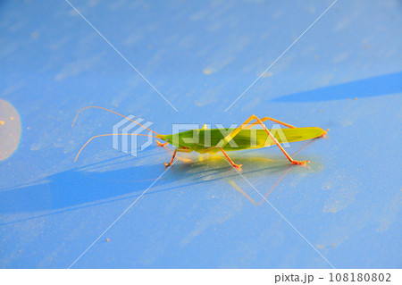 林道に駐車した車の窓にクビキリギスがとまっていた 108180802