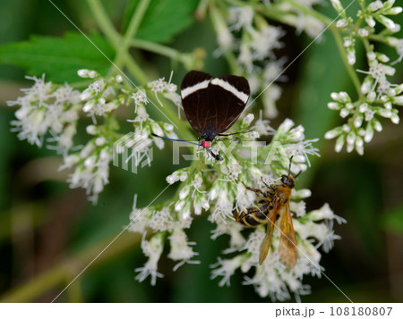 キク科ヒヨドリバナ訪花昆虫 マダラガ科ホタルガ キク科ヒヨドリバナ訪花昆虫 マダラガ科ホタルガ 108180807