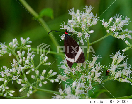 キク科ヒヨドリバナ訪花昆虫　マダラガ科ホタルガ 108180808