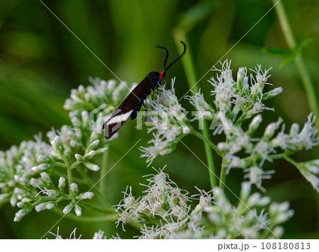 キク科ヒヨドリバナ訪花昆虫 マダラガ科ホタルガ キク科ヒヨドリバナ訪花昆虫 マダラガ科ホタルガ 108180813