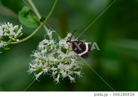 キク科ヒヨドリバナ訪花昆虫　マダラガ科ホタルガ 108180816