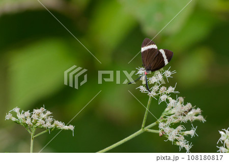 キク科ヒヨドリバナ訪花昆虫　マダラガ科ホタルガ 108180817